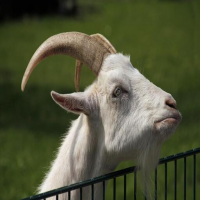 Angry Goat Simulator Revenge: Crazy Goat Madness